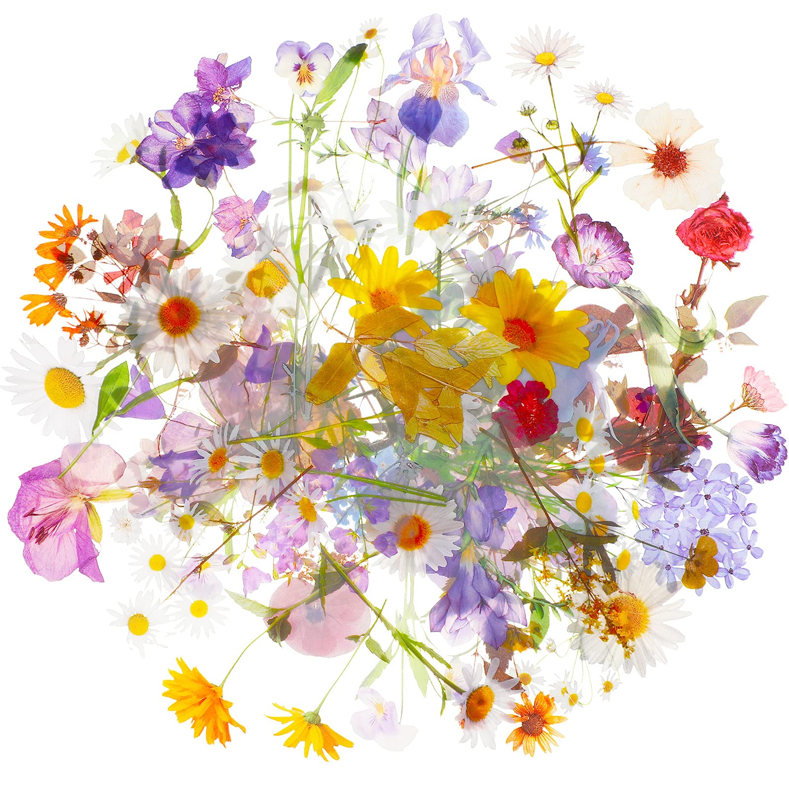 cute flowers transparent background 0042