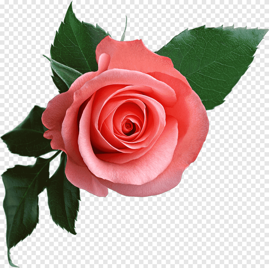 cute flowers transparent background 0047