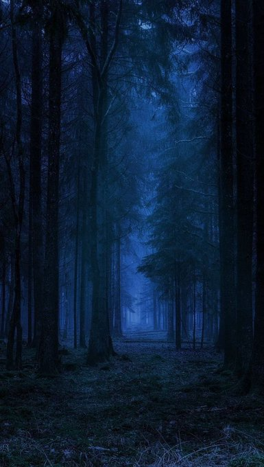cute forest backgrounds 0083