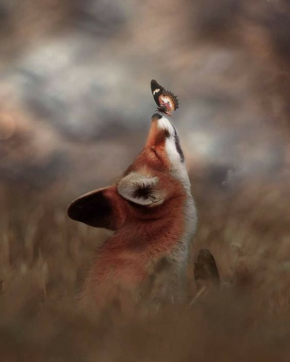 cute fox backgrounds 0048