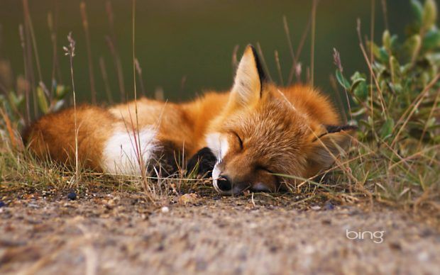 cute fox backgrounds 0058