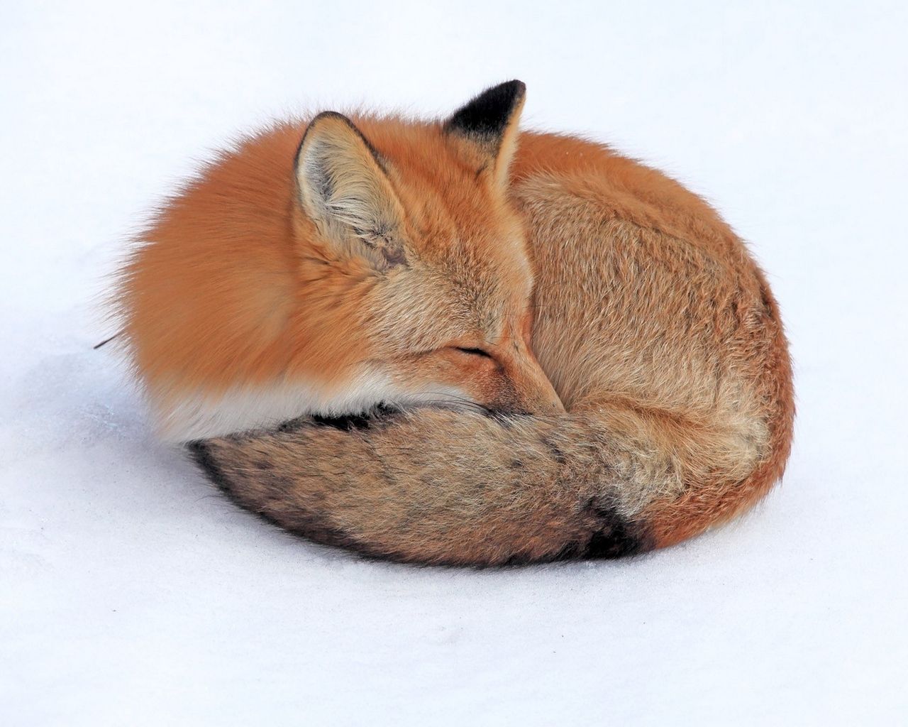 cute fox backgrounds 0075