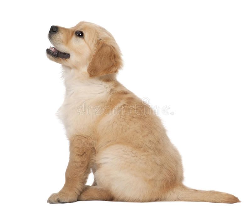 cute golden retriever backgrounds 0012