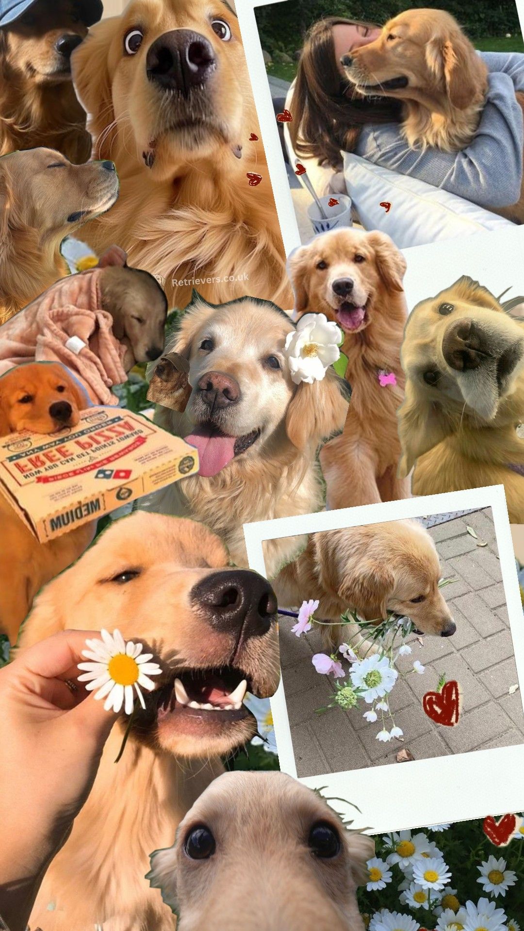 cute golden retriever backgrounds 0013