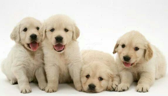 cute golden retriever backgrounds 0019