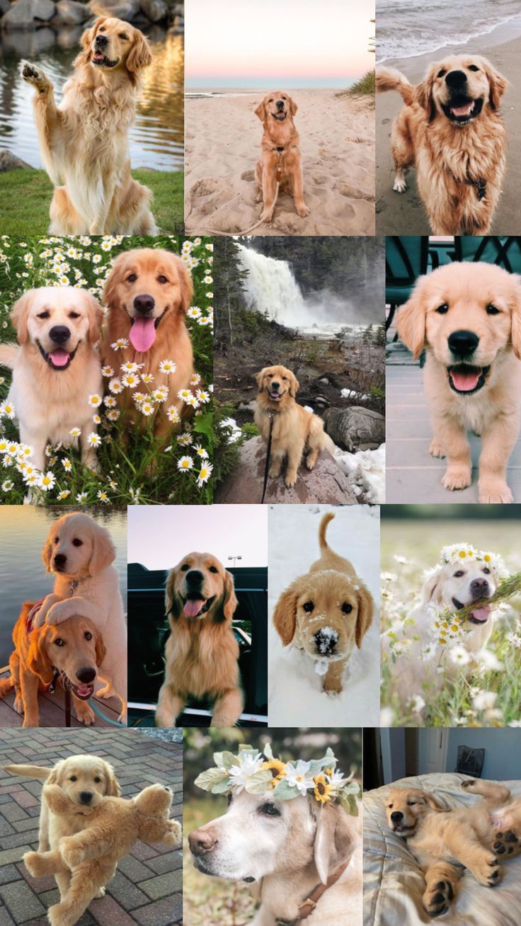 cute golden retriever backgrounds 0022