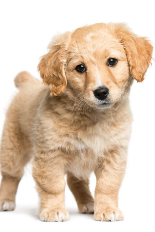 cute golden retriever backgrounds 0023