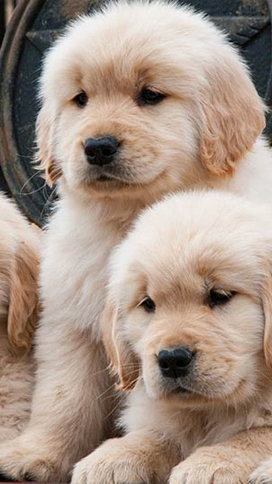 cute golden retriever backgrounds 0024