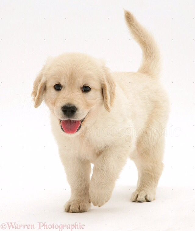 cute golden retriever backgrounds 0041