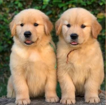 cute golden retriever backgrounds 0043