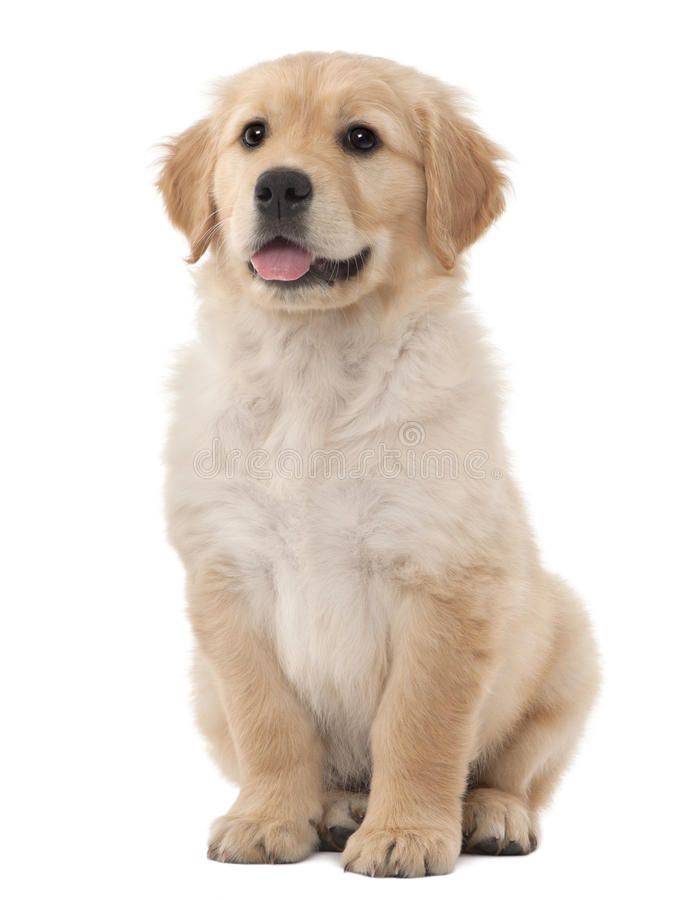 cute golden retriever backgrounds 0048