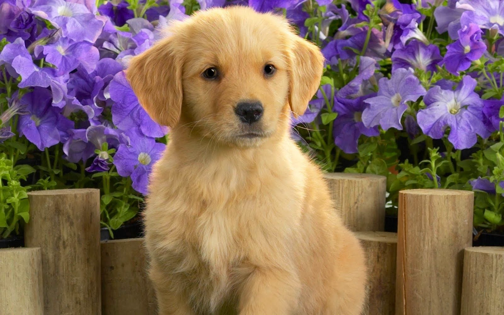 cute golden retriever backgrounds 0049