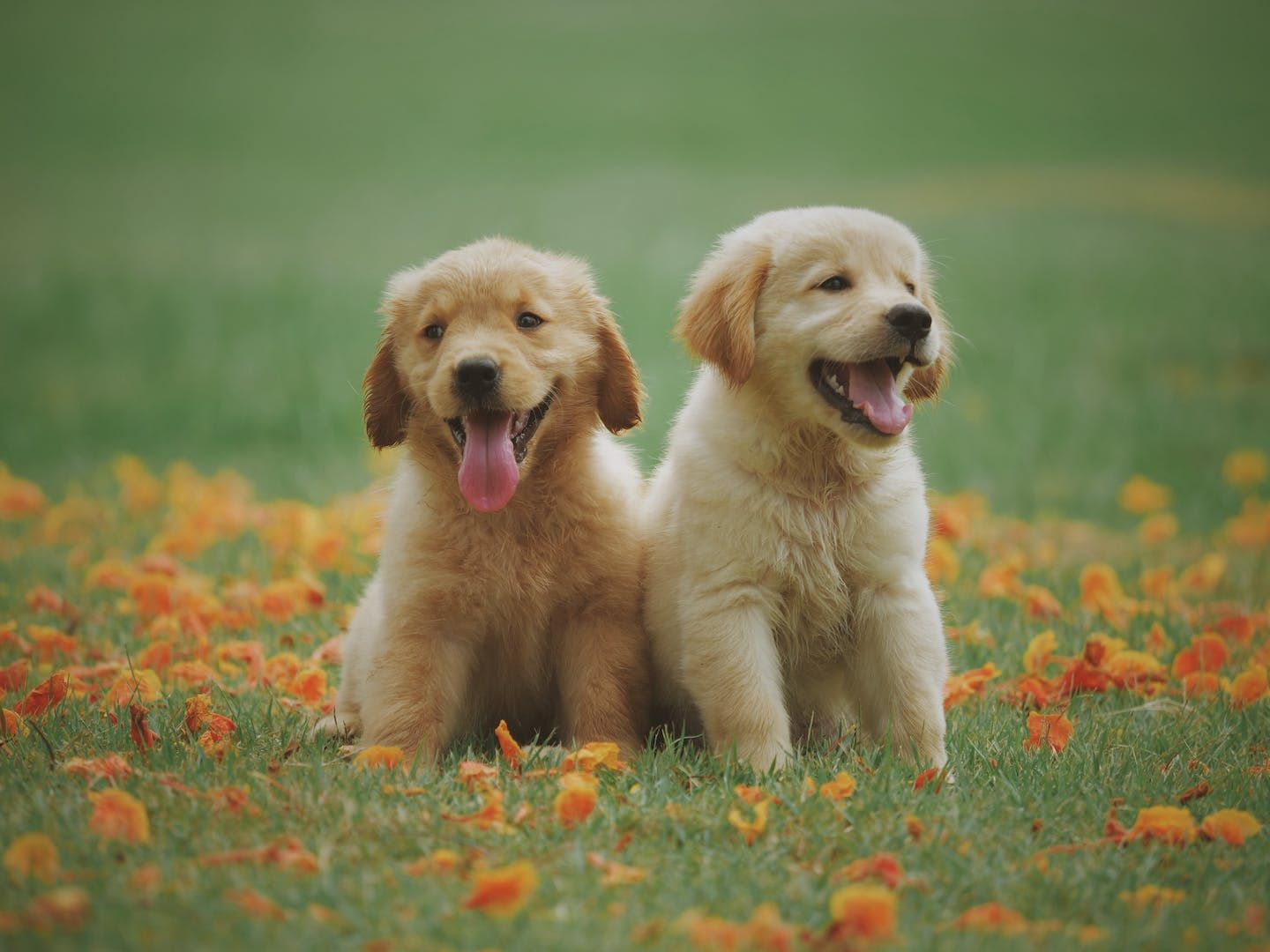 cute golden retriever backgrounds 0051