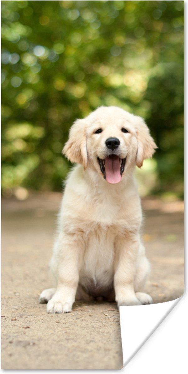 cute golden retriever backgrounds 0060