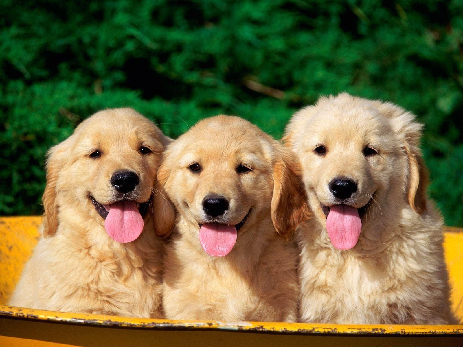 cute golden retriever backgrounds 0062