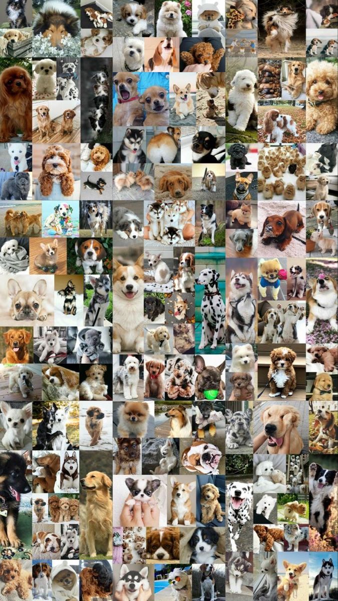 cute golden retriever backgrounds 0064