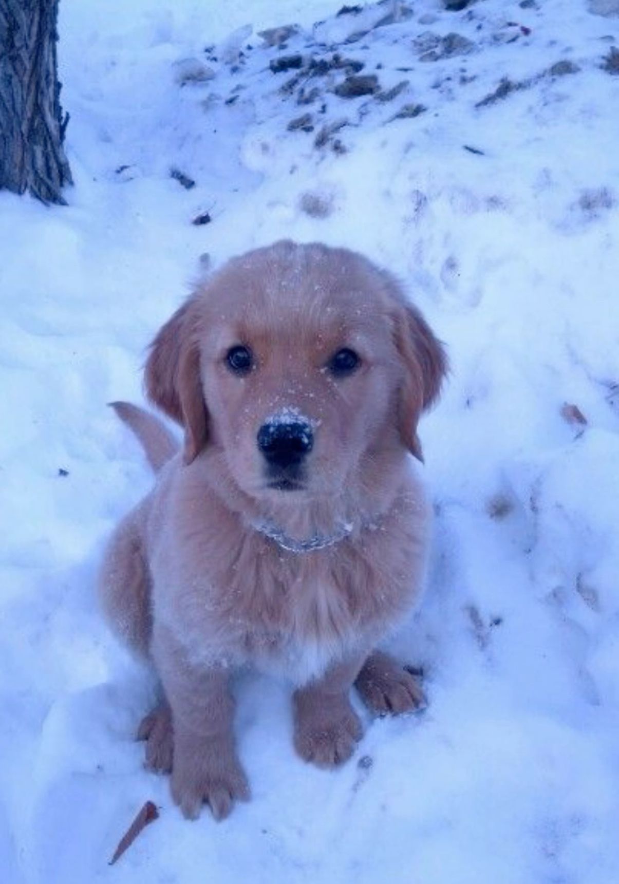 cute golden retriever backgrounds 0081