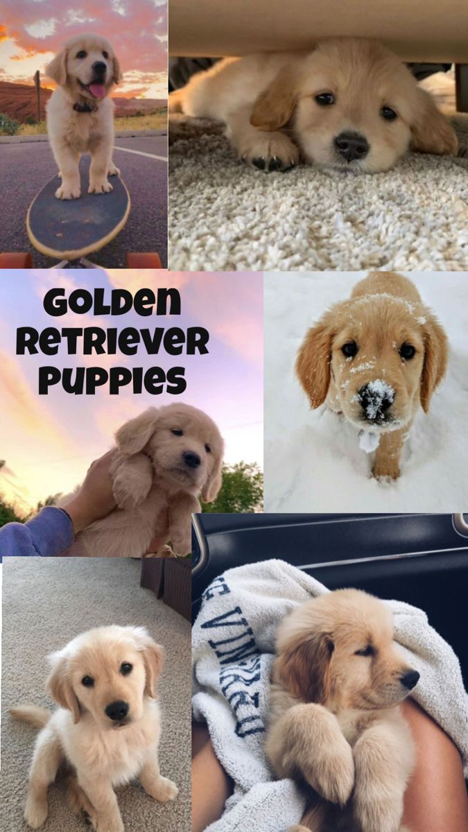 cute golden retriever backgrounds 0085