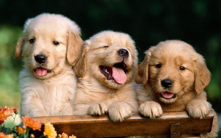 cute golden retriever backgrounds 0087