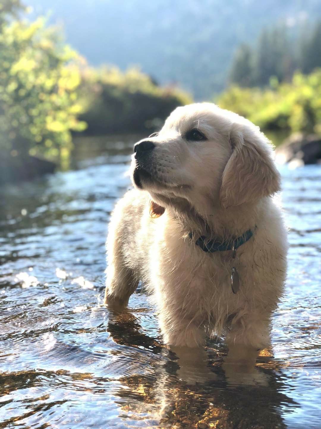 cute golden retriever backgrounds 0089