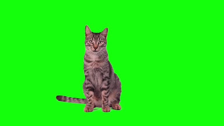 cute green screen backgrounds 0024