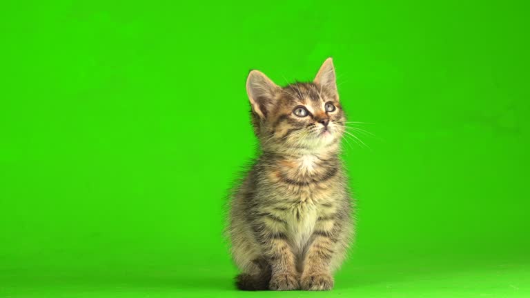 cute green screen backgrounds 0031