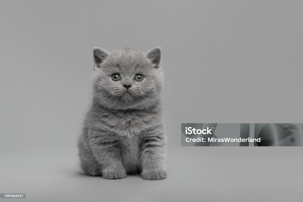 cute grey background 0050