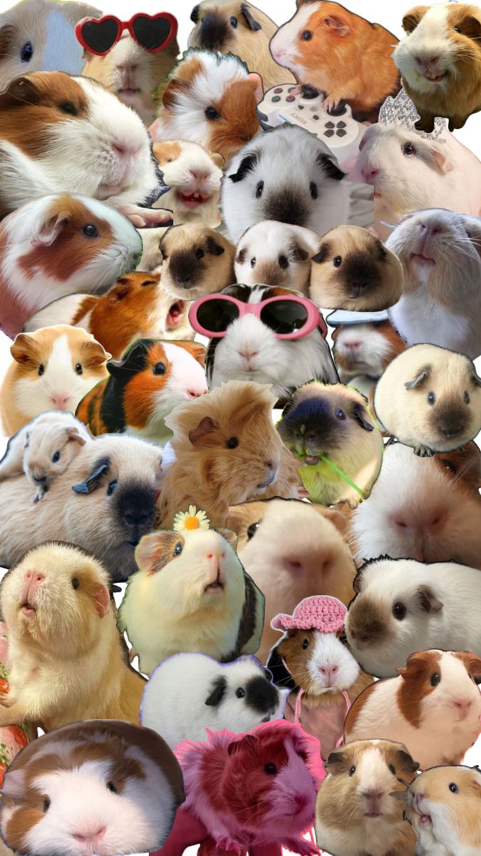 cute guinea pig backgrounds 0010