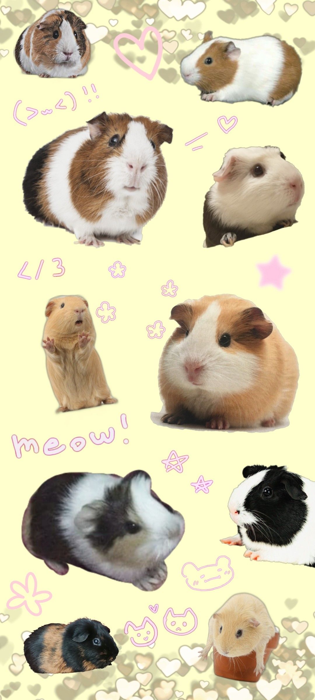 cute guinea pig backgrounds 0060