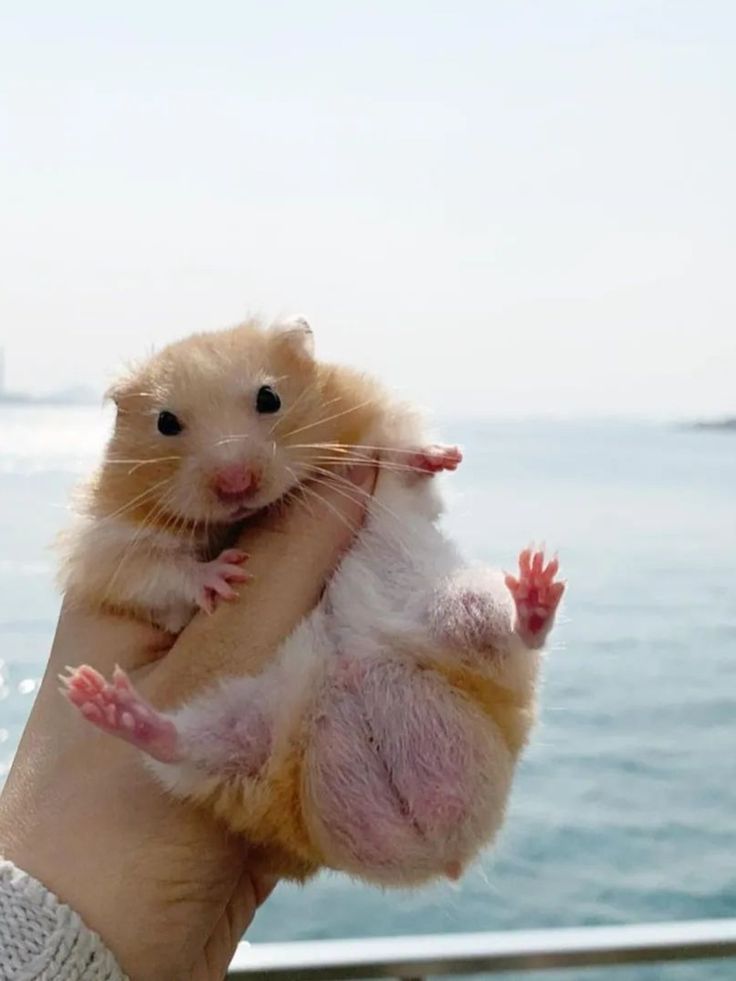 cute hamster backgrounds 0090
