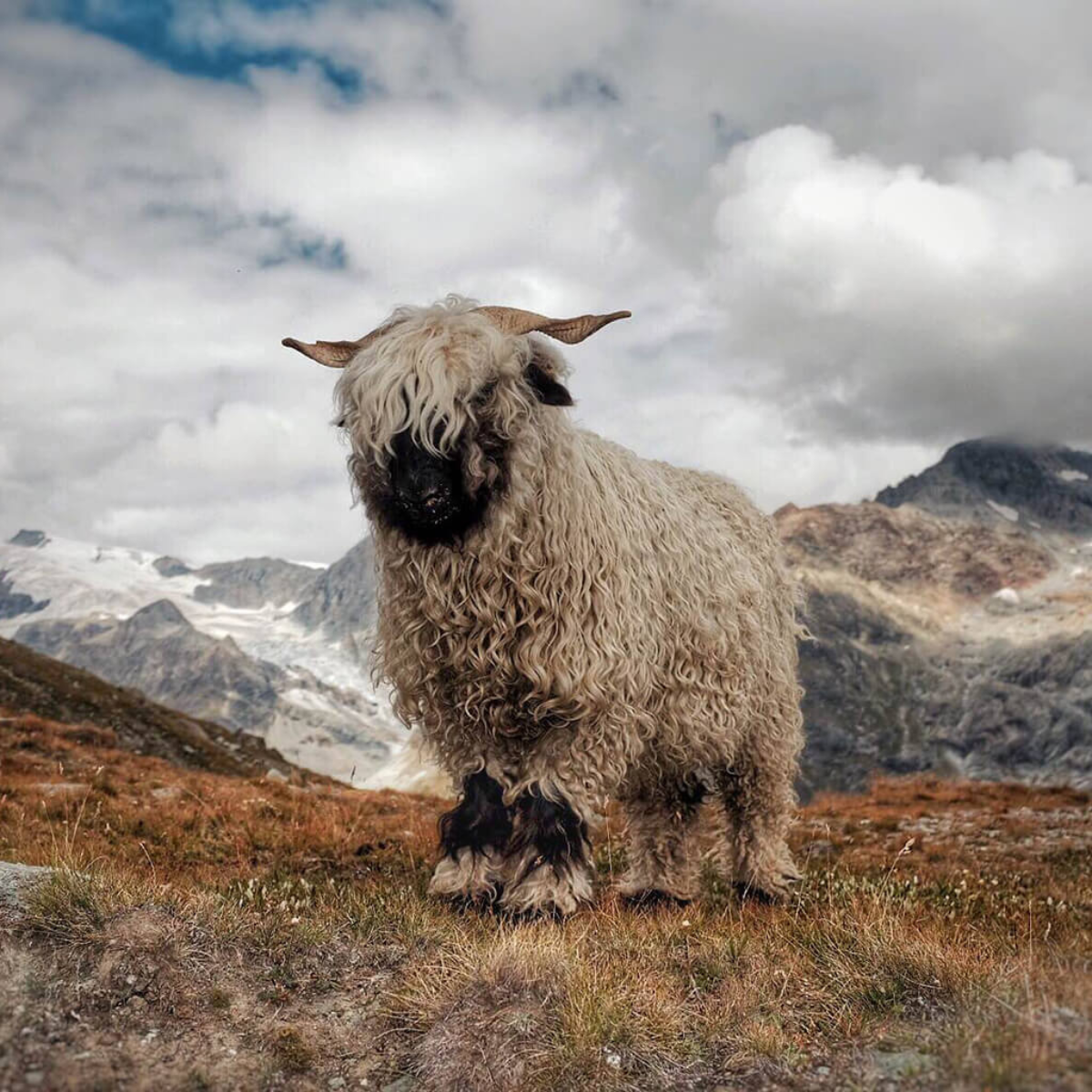 cute highland cow background 0016