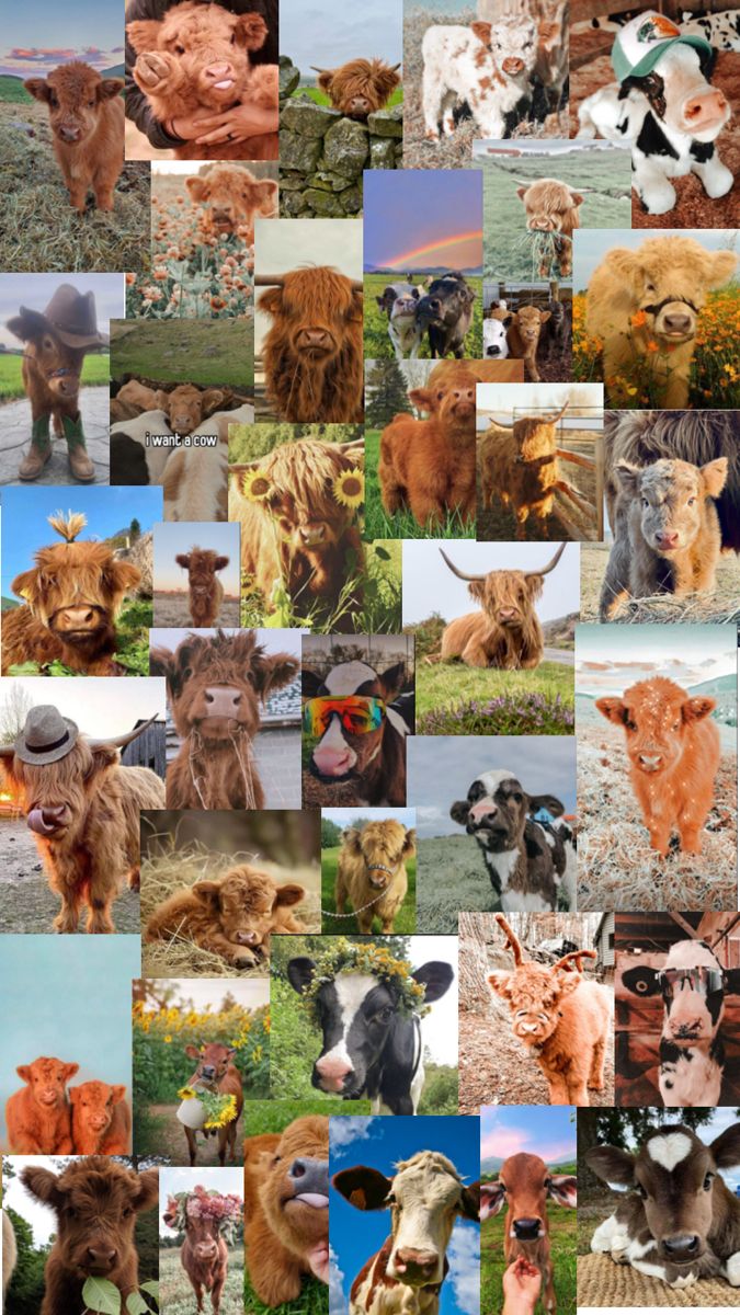 cute highland cow background 0019