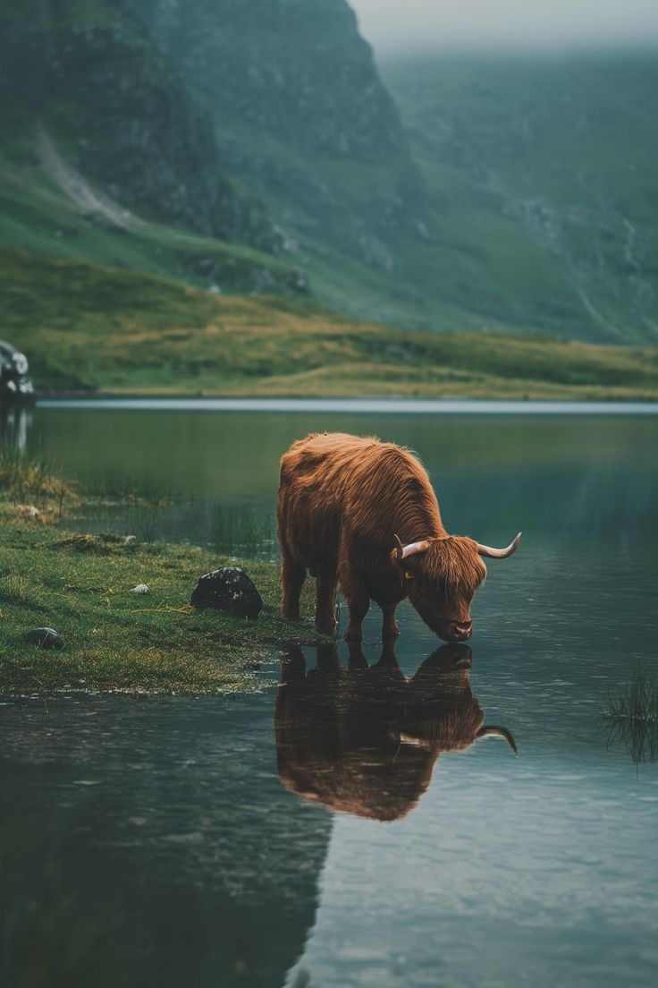 cute highland cow background 0022