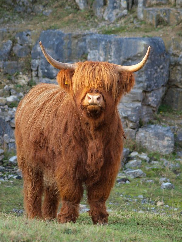 cute highland cow background 0023