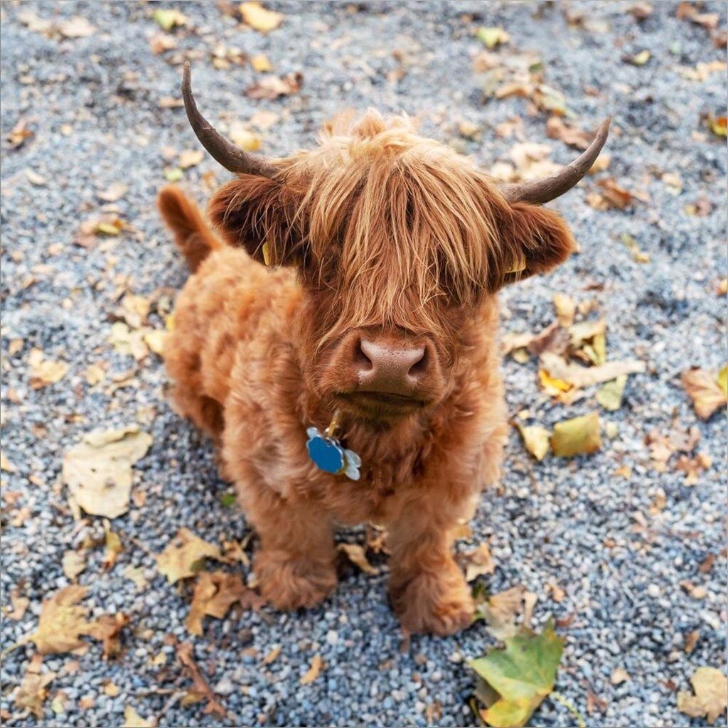 cute highland cow background 0027