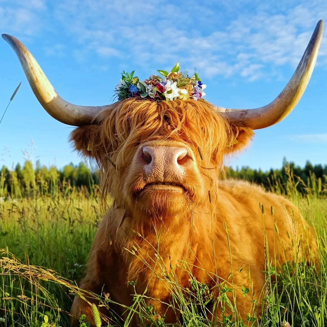 cute highland cow background 0031