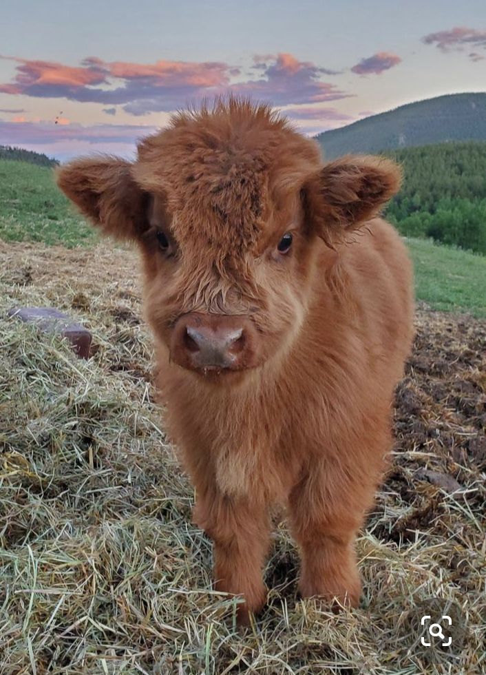 cute highland cow background 0036