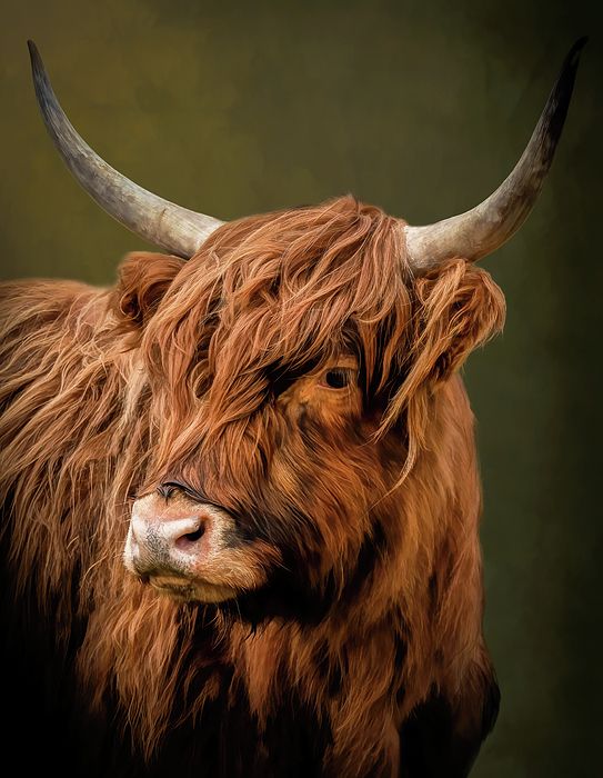 cute highland cow background 0038