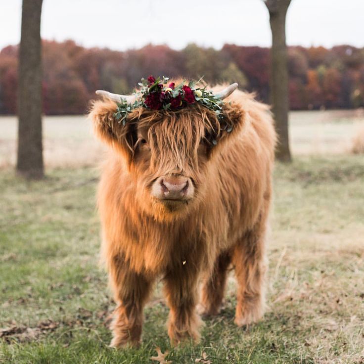 cute highland cow background 0041