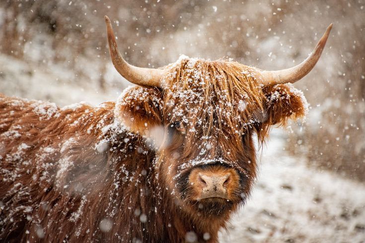 cute highland cow background 0043