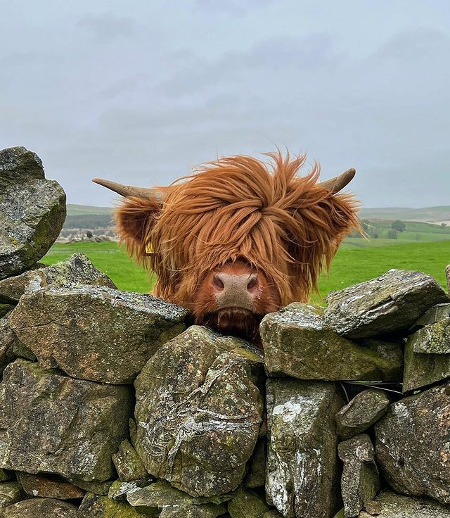 cute highland cow background 0044