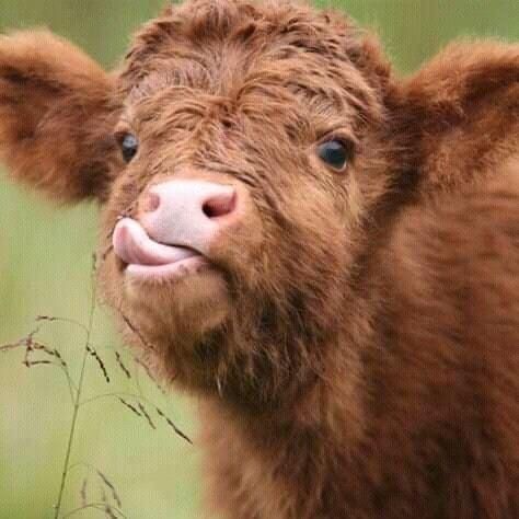 cute highland cow background 0050