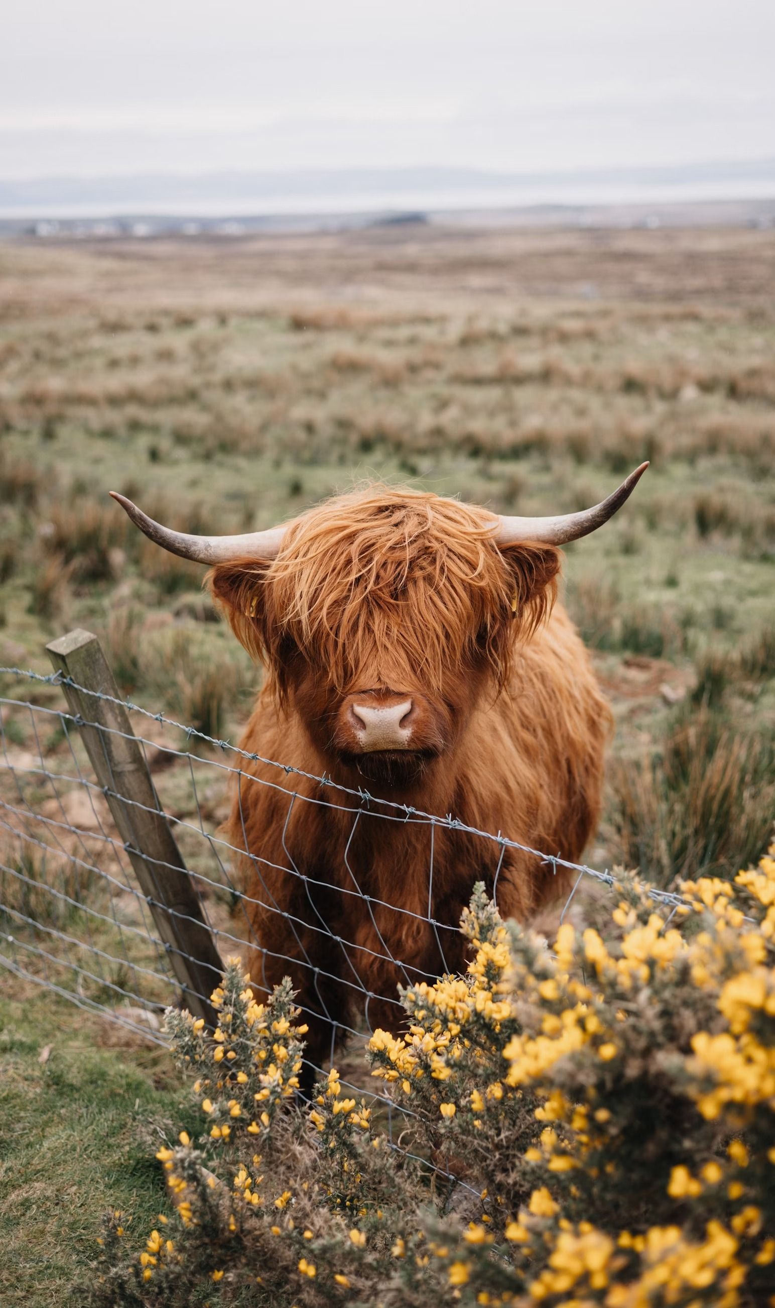 cute highland cow background 0053