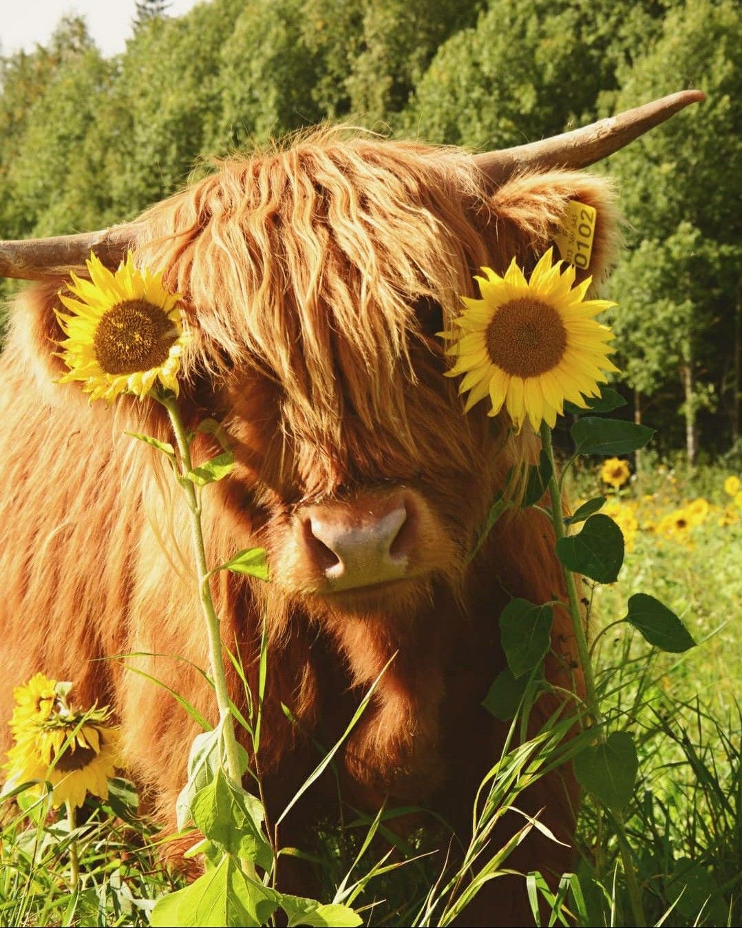 cute highland cow background 0054