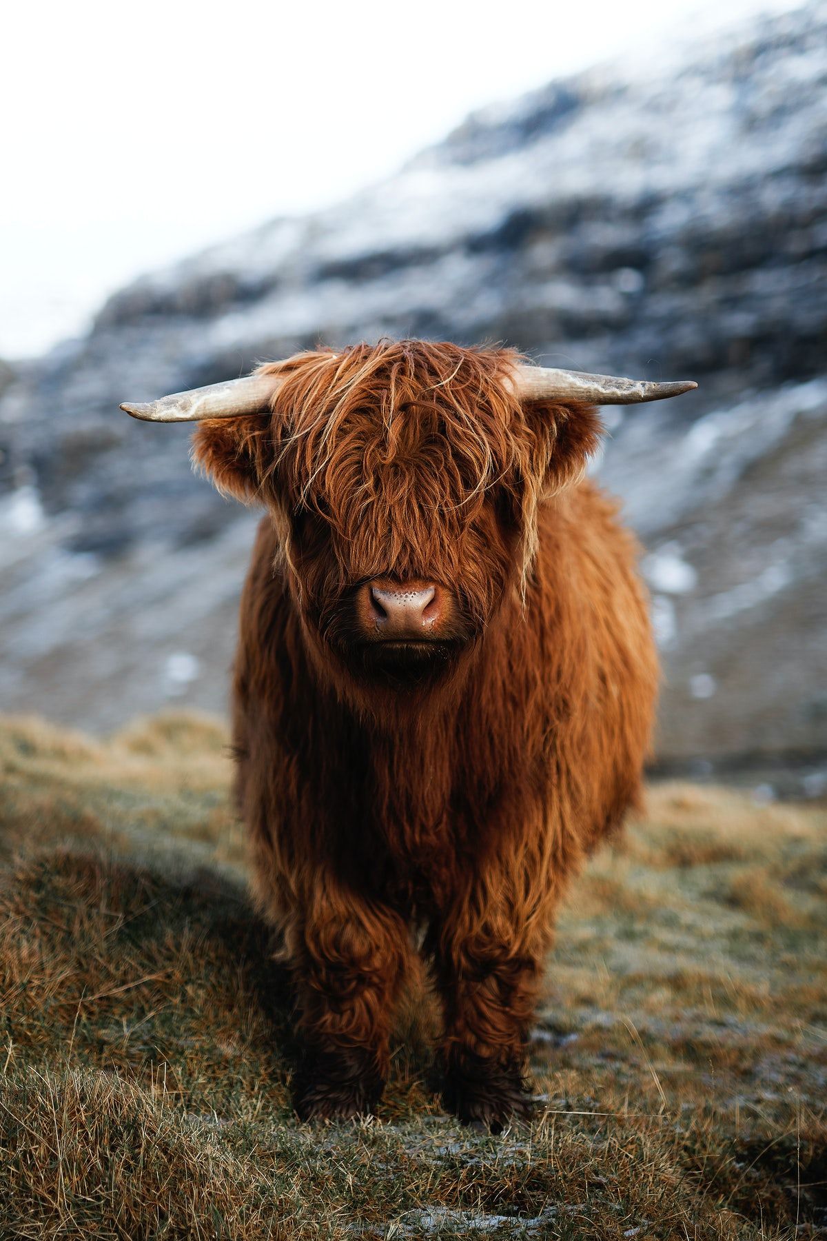 cute highland cow background 0060