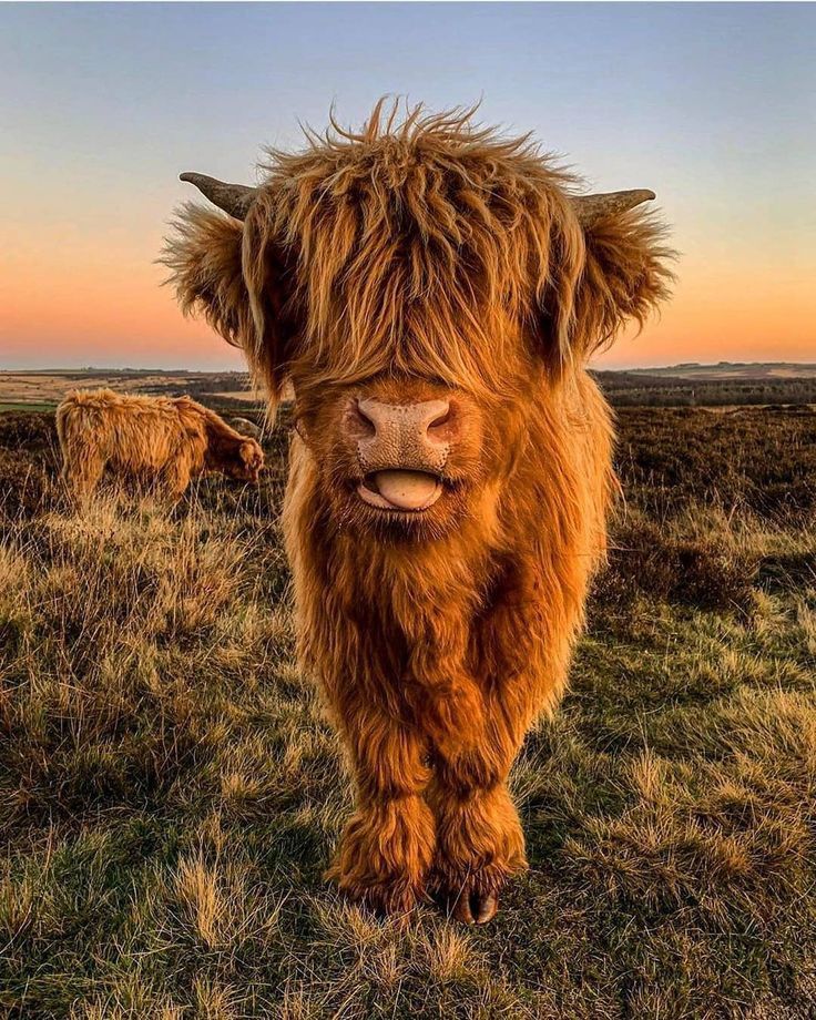 cute highland cow background 0061