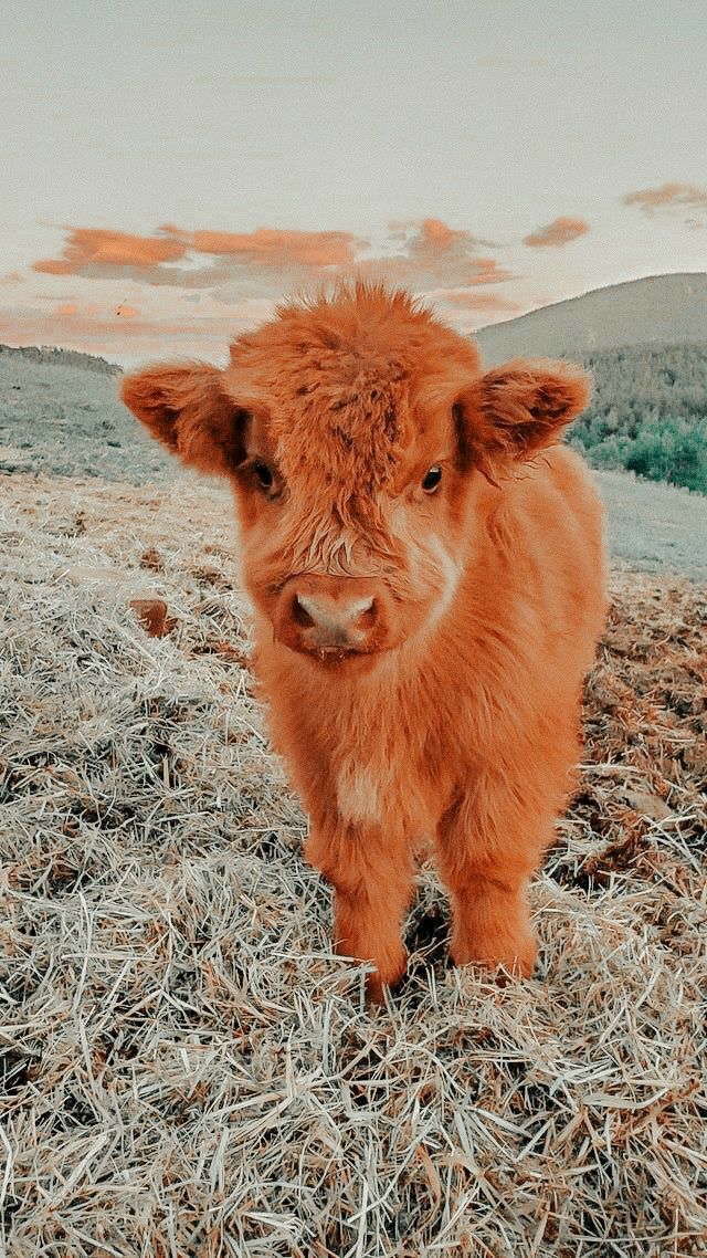 cute highland cow background 0067