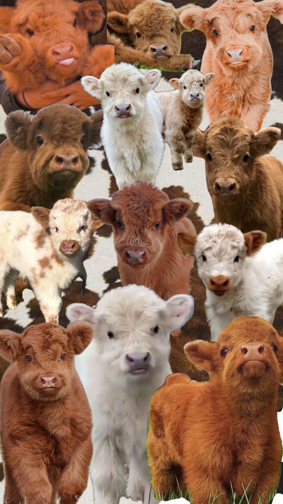 cute highland cow background 0070