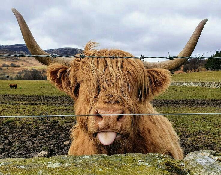 cute highland cow background 0072