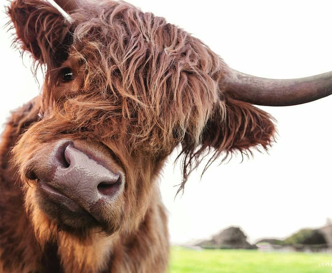 cute highland cow background 0074